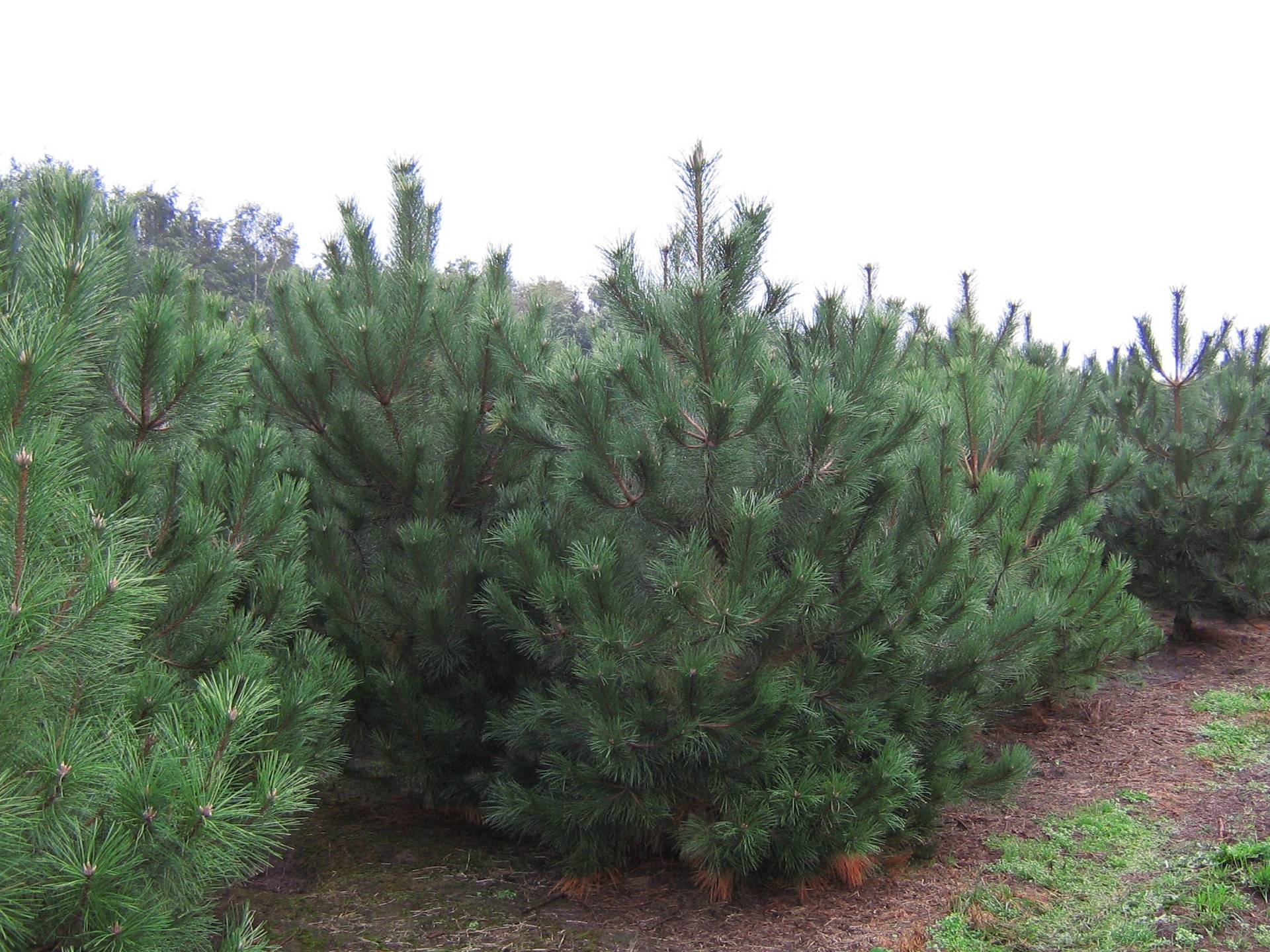 Сосна чёрная (Pinus nigra)