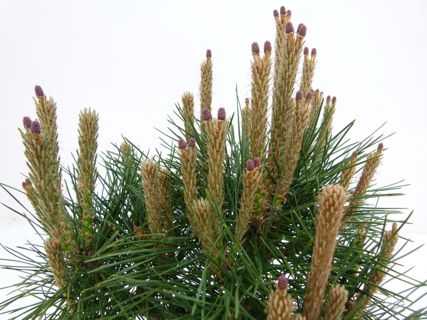 Сосна чёрная Брепо, Pinus Nigra Brepo