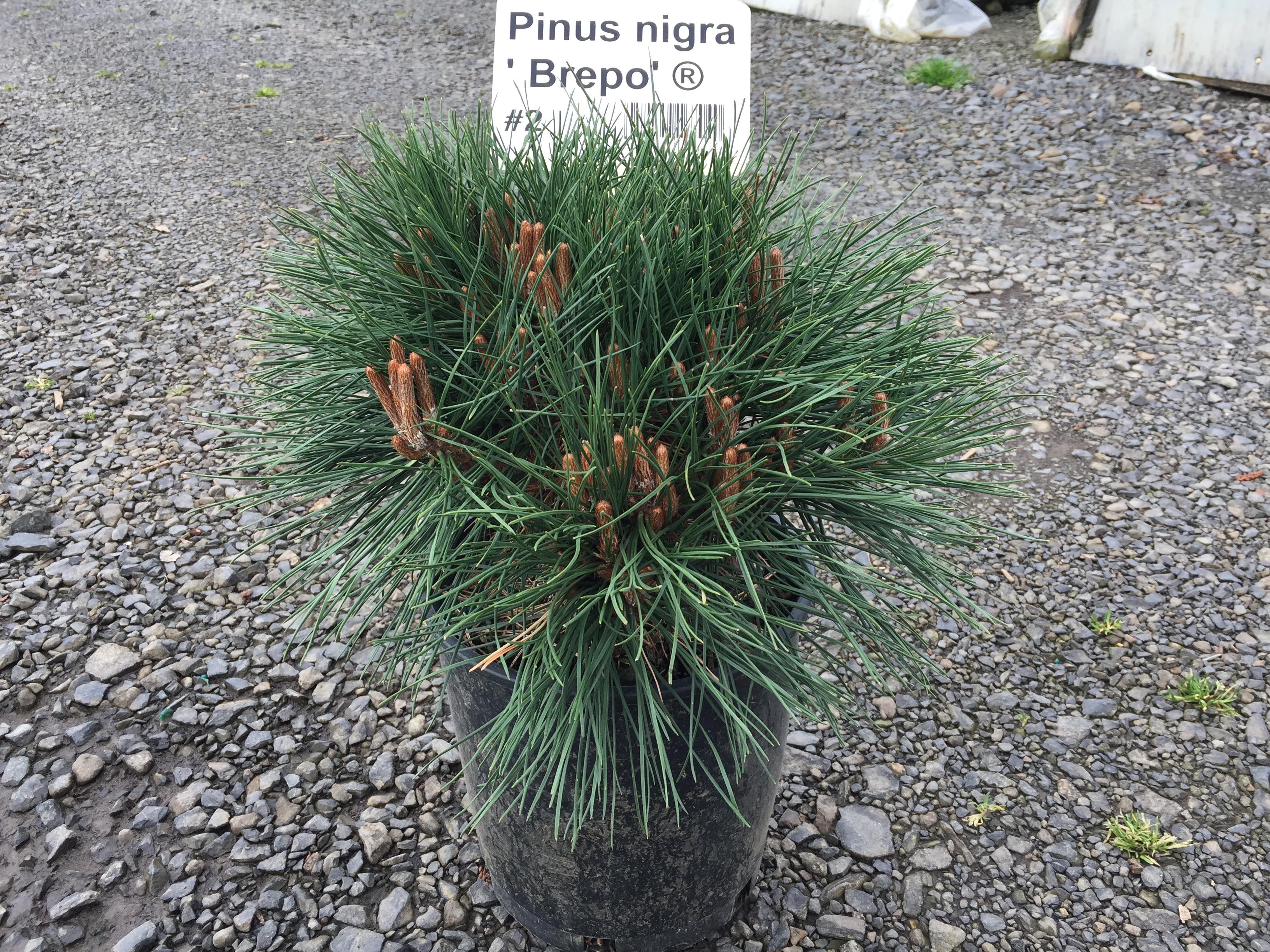 Pinus nigra Rondello