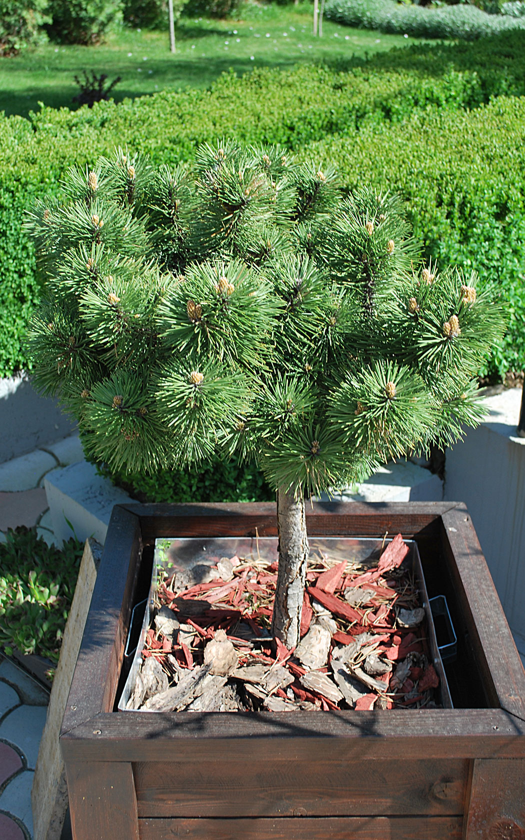 Pinus nigra Brepo