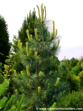 Сосна чёрная Ауреа, Pinus Nigra Aurea
