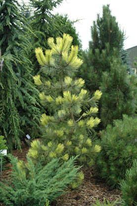 Сосна чёрная Ауреа, Pinus Nigra Aurea
