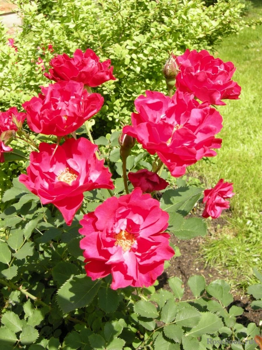 Канадская роза Джон Франклин, John Franklin