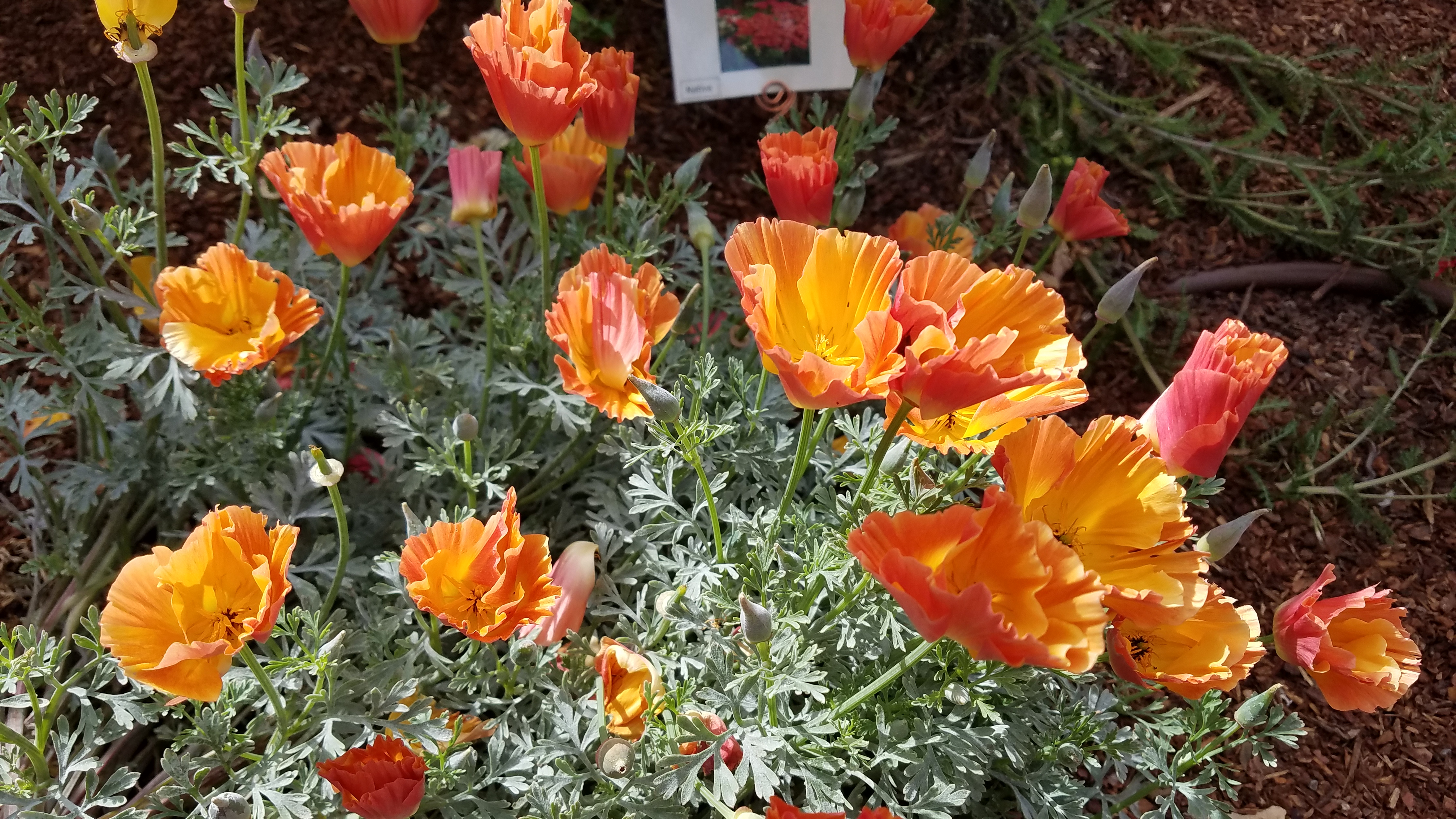 эшшольция фото цветов на клумбе