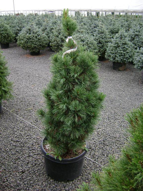 Сосна кедровая Глаука Компакта. Pinus cembra Glauca Compacta