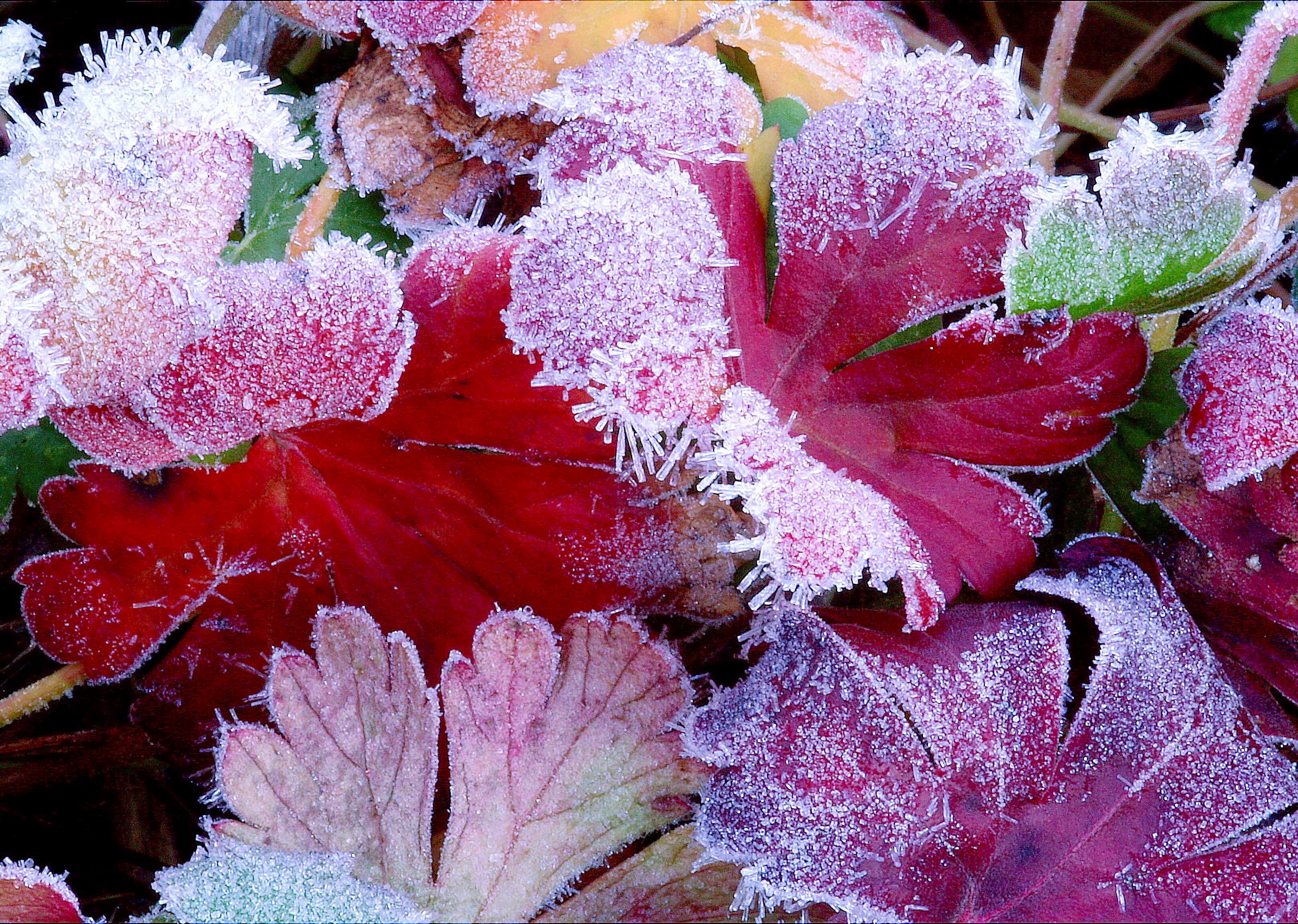 Осенний заморозок на гейхере