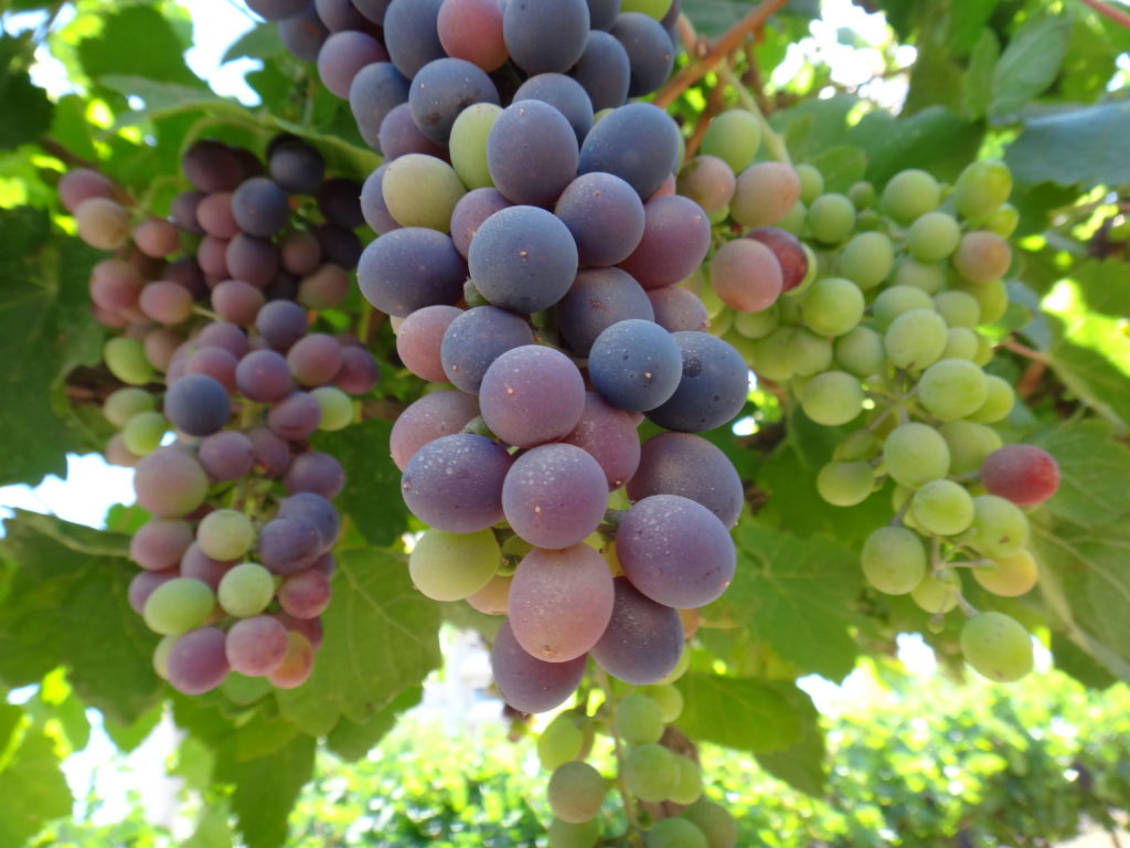 Культивируемые виды винограда