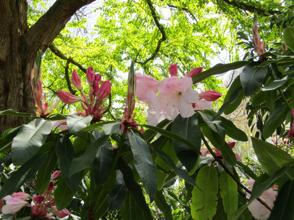 Рододендрон даурский Мид Винтер. Rhododendron dauricum Mid Winter.