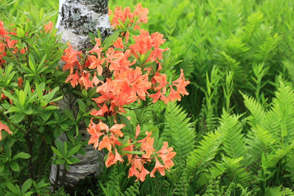 Рододендрон мягкий (японский). Rhododendron molle subsp. japonicum.
