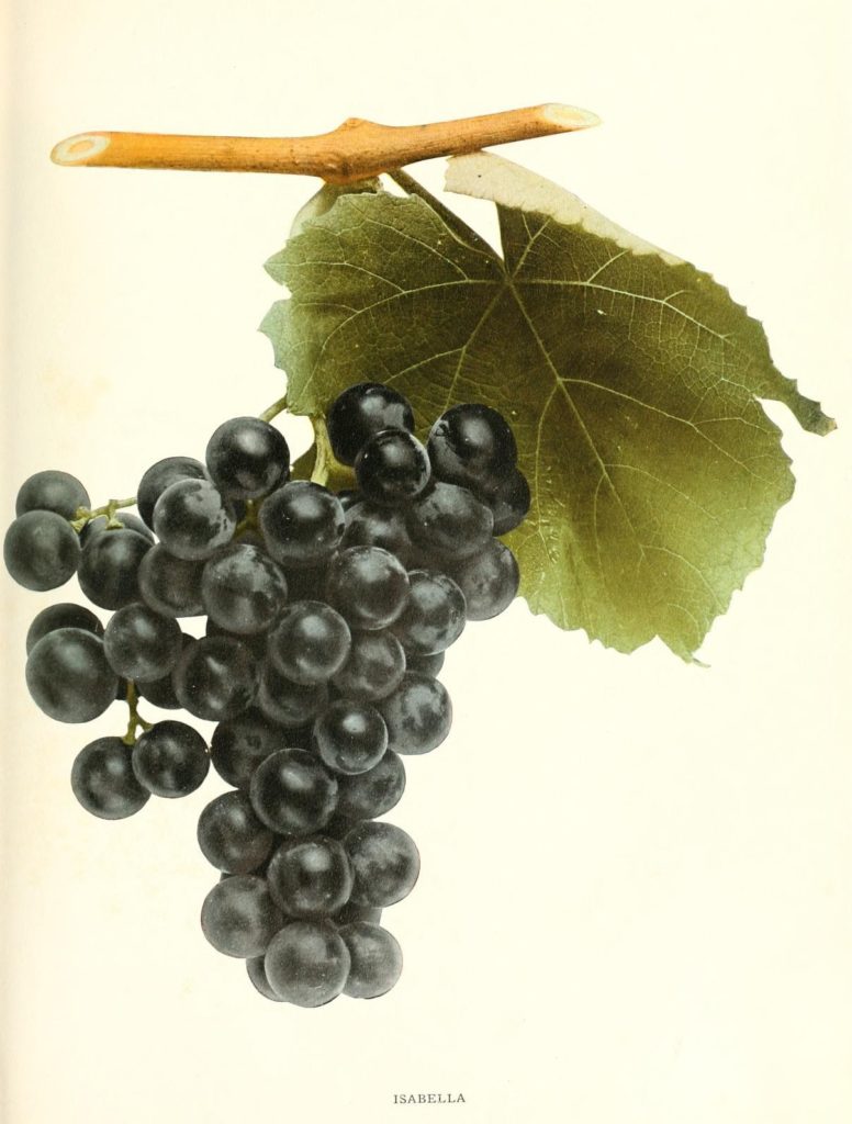 Гроздь и лист винограда Изабелла.