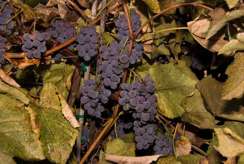 Зрелые грозди винограда Изабелла.
