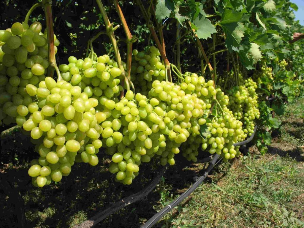 Сорт винограда Аркадия — описание, фото, отзывы.