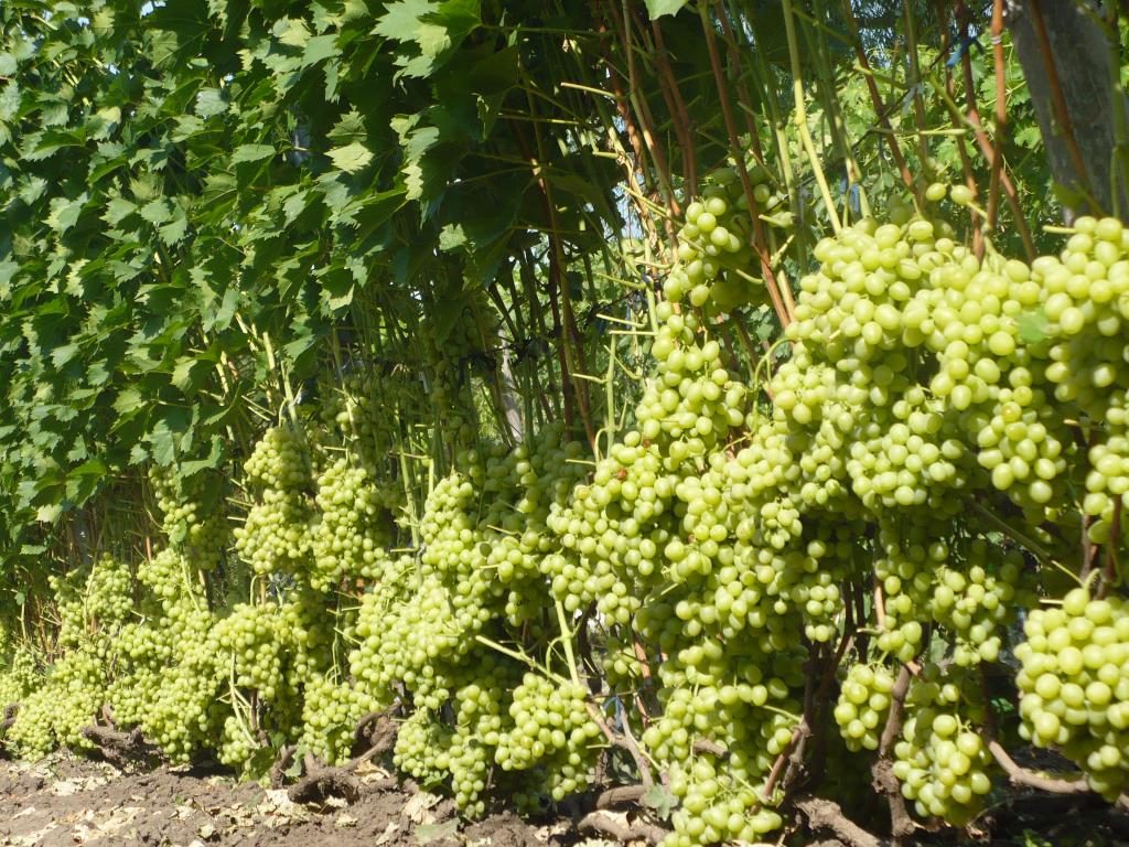 Фото винограда аркадия