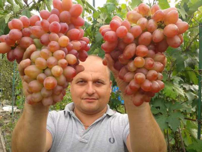 Виноград София