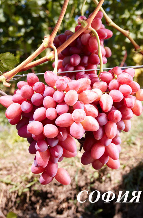 Сорт винограда софия фото и описание
