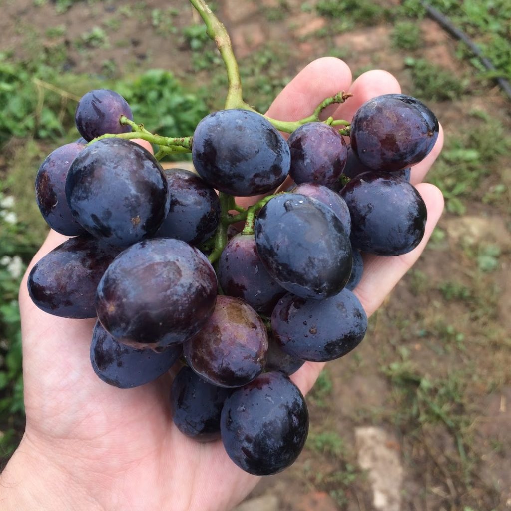 Гроздь винограда, выращенного в Рязанской области