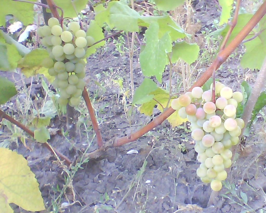 Виноград Супага
