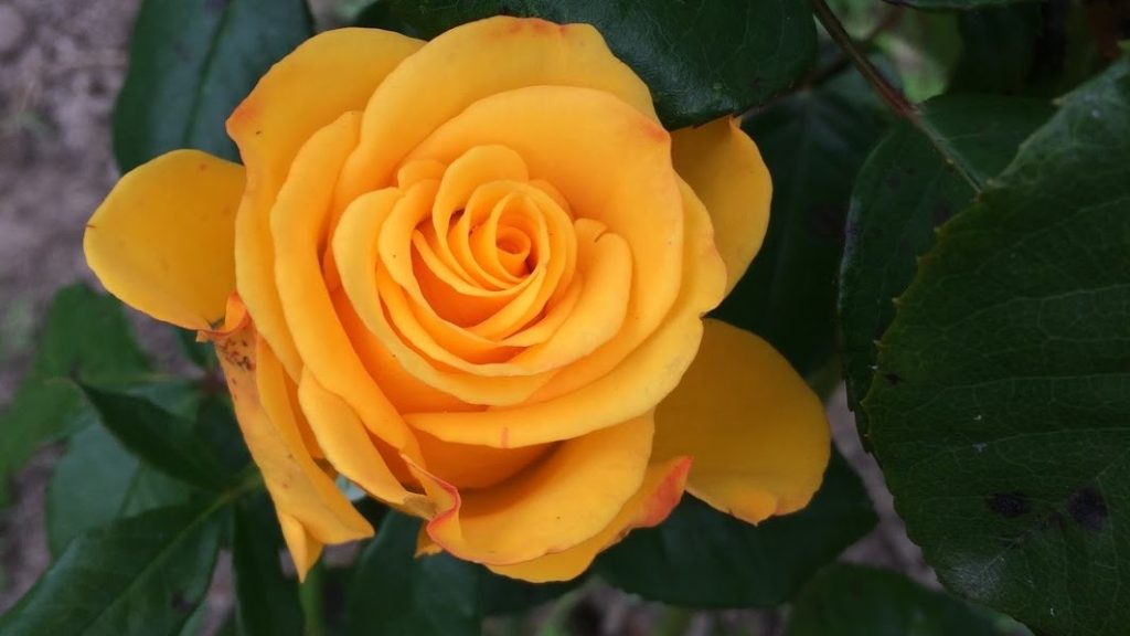 Роза чайно-гибридная Керио