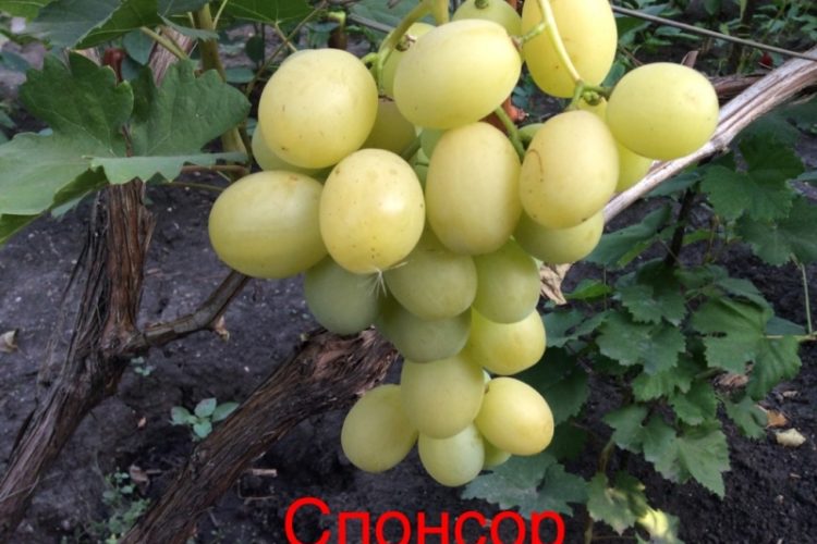 Виноград Спонсор