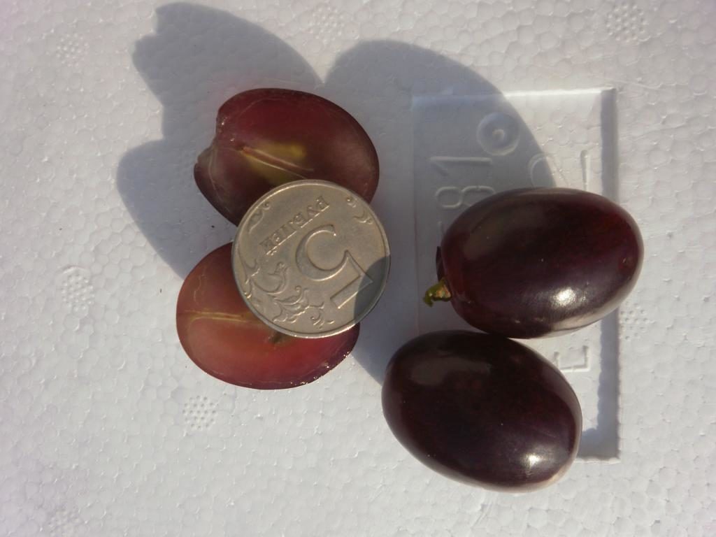 Сравнительный размер ягоды винограда Памяти учителя.