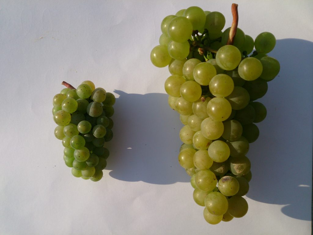 Гроздь винограда Рислинг (слева) и Цитронный Магарача (справа).