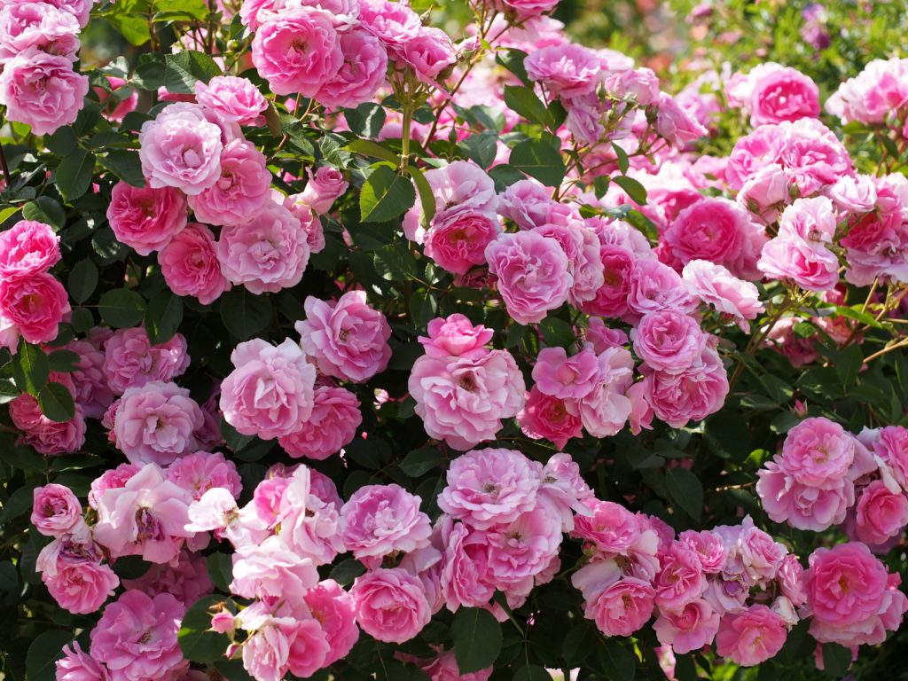 Роза Морден Сентенниал (Rose Morden Centennial).