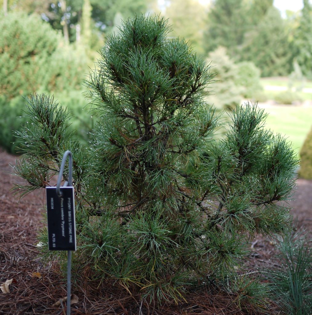 Сосна кедровая Пигмеа. Pinus cembra Pygmaea.
