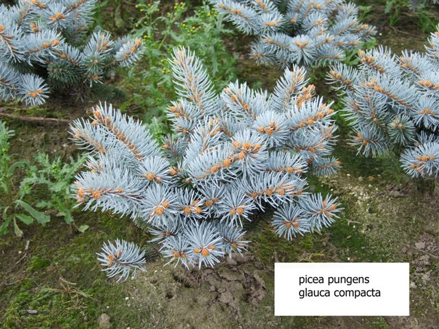 Молодые саженцы ели колючей Глаука компакта (Picea pungens Glauca compacta).