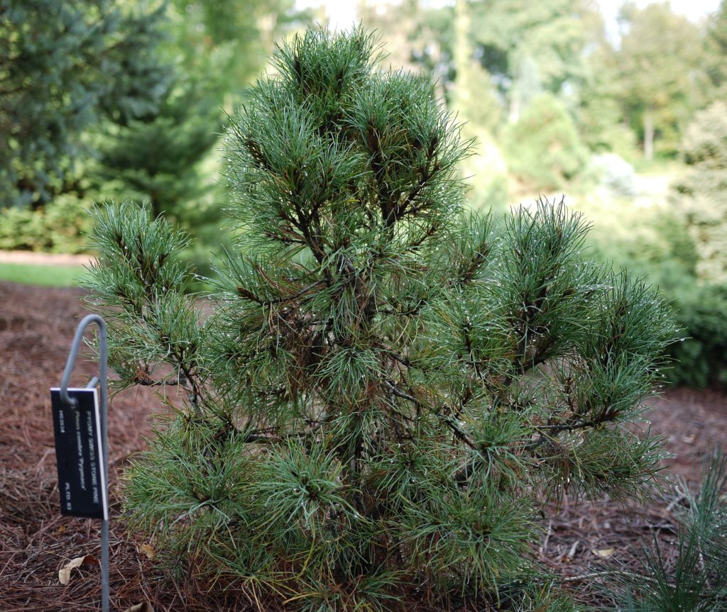 Сосна кедровая Пигмеа, Pinus cembra Pygmaea.