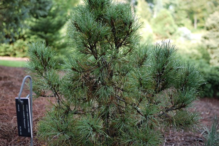 Сосна кедровая Пигмеа. Pinus cembra Pygmaea