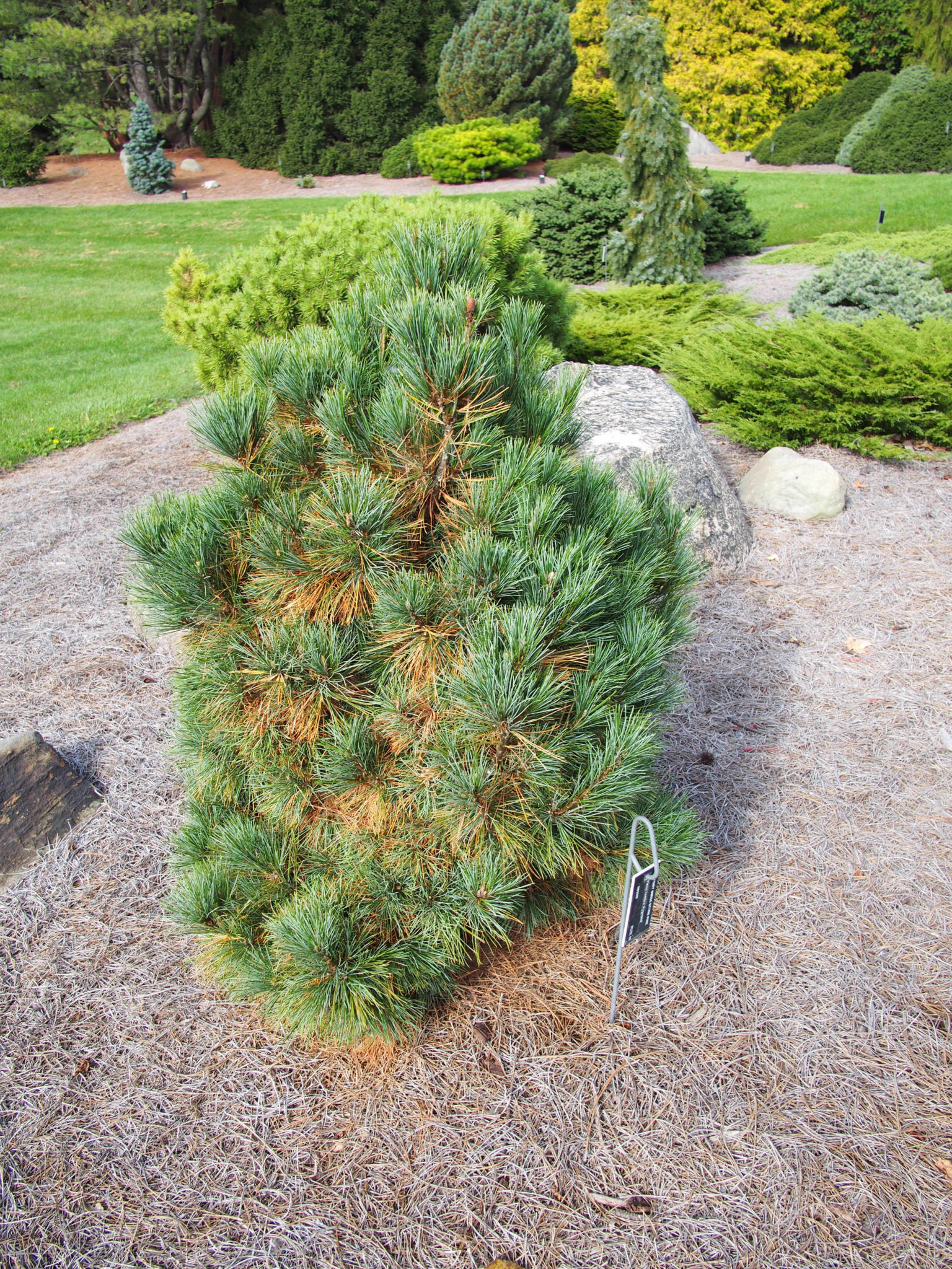 Pinus cembra. Сосна Pinus Cembra. Pinus Cembra (сосна Кедровая европейская) 'glauca'. Сосна Кедровая Пинус Кембра. Pinus Cembra (сосна Кедровая европейская или кедр Европейский).