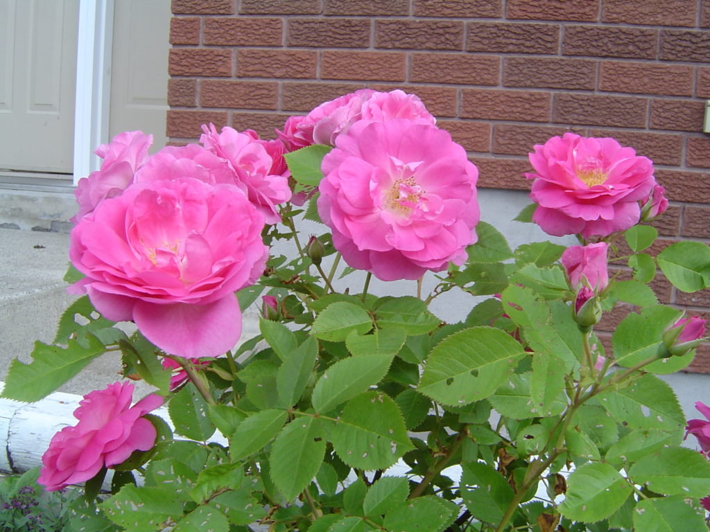 Роза Морден Сентенниал (Rose Morden Centennial).