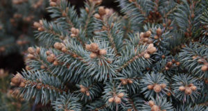 Ель колючая Туем/Глаука компакта (Picea pungens Thuem/Glauca compacta)