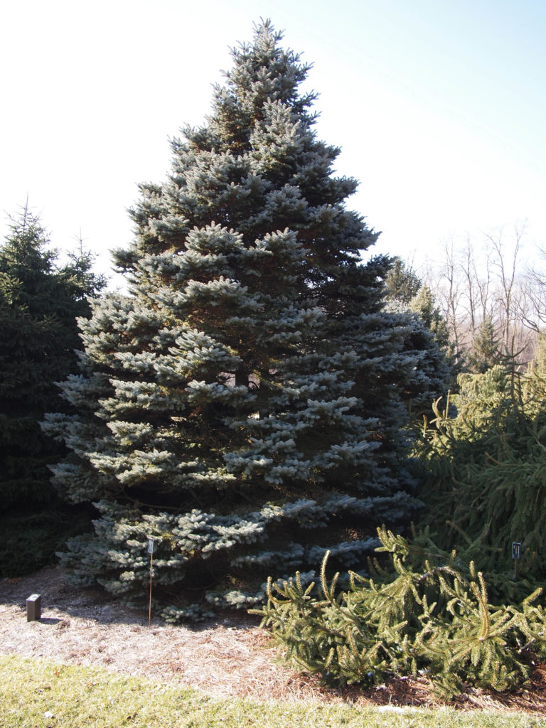 Ель колючая Туем/Глаука компакта (Picea pungens Thuem/Glauca compacta). Франклин, штат Мичиган, США.