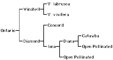 Схема селекции винограда Онтарио.