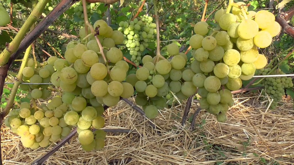 Грозди винограда Онтарио