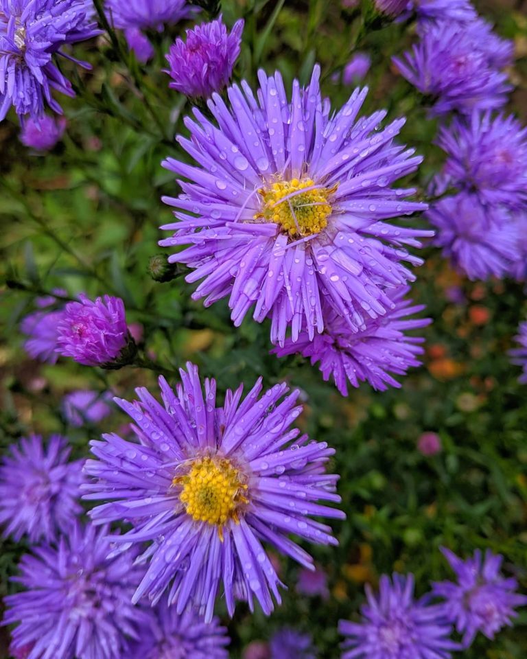 Семейство астровые представители фото