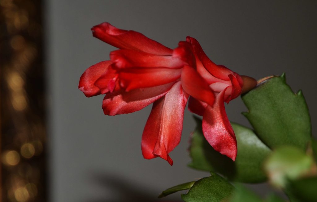 Красочный красный цветок декабриста
