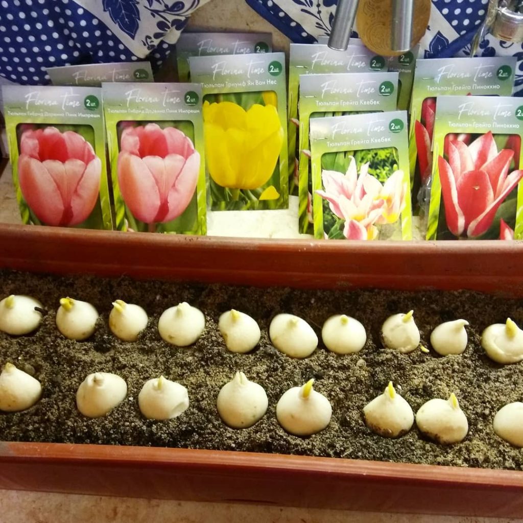 Высадка луковиц тюльпанов в емкость