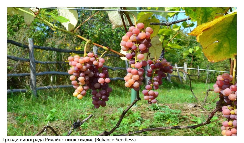 Грозди винограда Рилайнс пинк сидлис (Reliance Seedless)