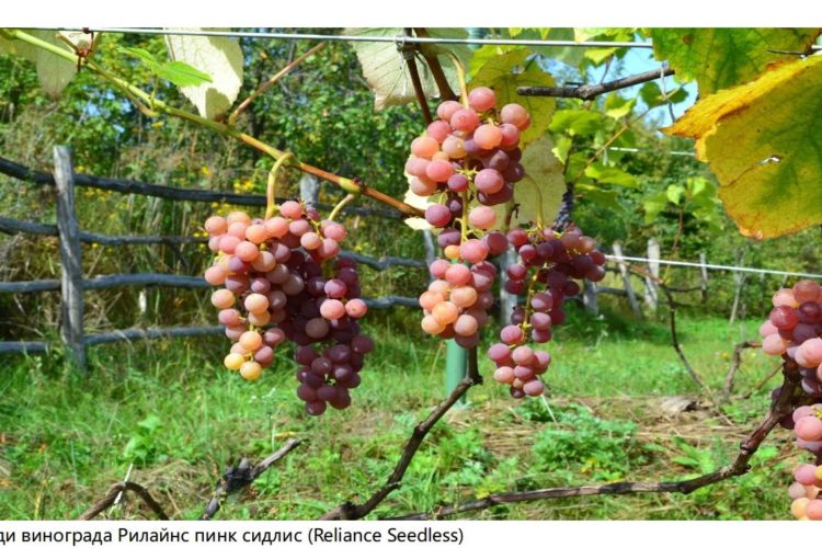 Грозди винограда Рилайнс пинк сидлис (Reliance Seedless)