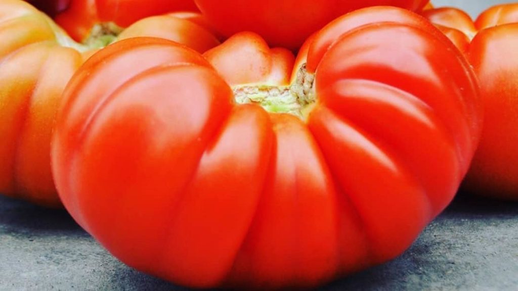 Крупноплодный томат Весёлый сосед