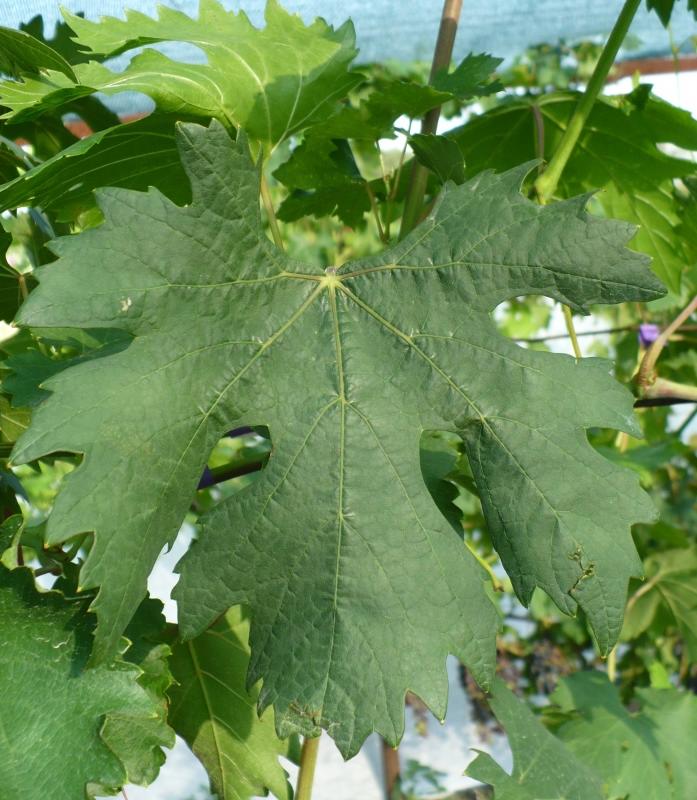 5 лист винограда Доминик (фото Фурса И.И.)