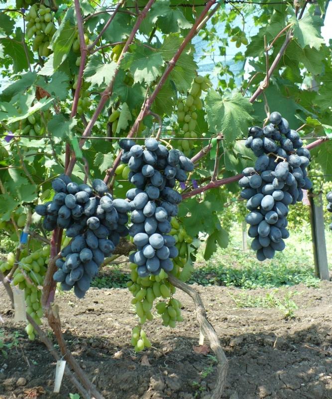 Грозди винограда Доминик (фото Фурса И.И.)