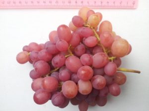 Гроздь винограда Ливия, Скиф, г. Энгельс, Саратовская область, Россия