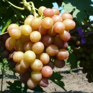 Гроздь винограда Ливия на 22.07.2019, Фурса И.И., Краснодарский край
