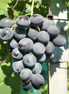 Гроздь урожая 2017, виноград Руслан, Фурса И.И., Краснодарский край