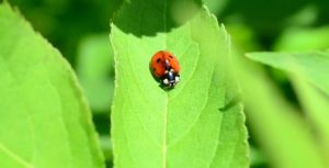 Семиточечная коровка (Coccinella septempunctata) - наиболее известный и распространённый вид