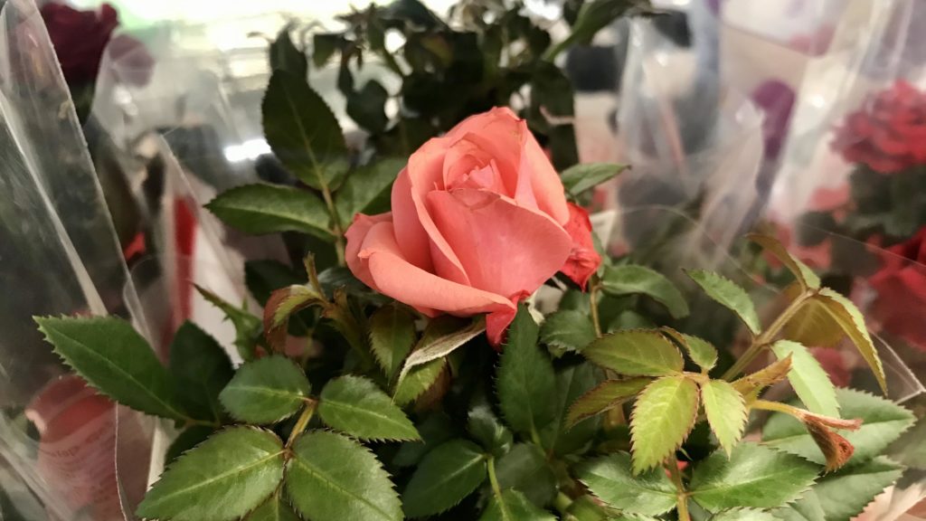 Как ухаживать за домашними розами в горшках после покупки