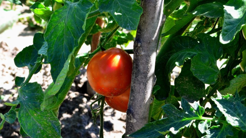 Когда сеять томаты на рассаду